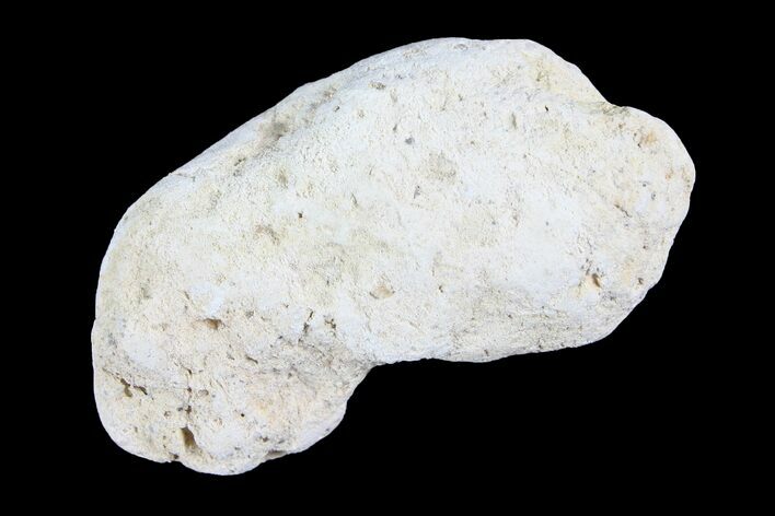 Cretaceous Fish Coprolite (Fossil Poop) - Kansas #93776